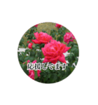 薔薇の写真敬語スタンプ（個別スタンプ：16）