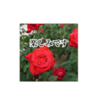 薔薇の写真敬語スタンプ（個別スタンプ：29）
