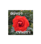 薔薇の写真敬語スタンプ（個別スタンプ：33）