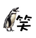 ペンギンの時間（個別スタンプ：3）