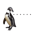 ペンギンの時間（個別スタンプ：7）