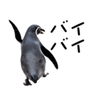 ペンギンの時間（個別スタンプ：12）