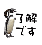 ペンギンの時間（個別スタンプ：15）