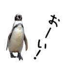 ペンギンの時間（個別スタンプ：21）