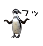 ペンギンの時間（個別スタンプ：26）