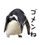 ペンギンの時間（個別スタンプ：27）