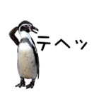ペンギンの時間（個別スタンプ：29）
