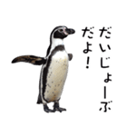 ペンギンの時間（個別スタンプ：34）