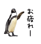 ペンギンの時間（個別スタンプ：35）