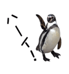 ペンギンの時間（個別スタンプ：37）