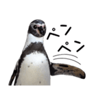 ペンギンの時間（個別スタンプ：39）