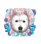 West Highland White Terrier faithful3（個別スタンプ：1）