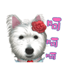 West Highland White Terrier faithful3（個別スタンプ：5）