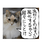 猫が代わりにお伝え その11（個別スタンプ：1）