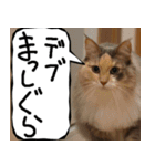 猫が代わりにお伝え その11（個別スタンプ：3）