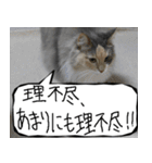 猫が代わりにお伝え その11（個別スタンプ：4）