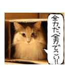 猫が代わりにお伝え その11（個別スタンプ：5）