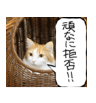 猫が代わりにお伝え その11（個別スタンプ：6）