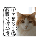 猫が代わりにお伝え その11（個別スタンプ：12）