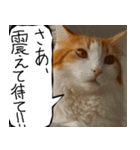 猫が代わりにお伝え その11（個別スタンプ：14）