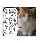 猫が代わりにお伝え その11（個別スタンプ：15）