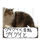 猫が代わりにお伝え その11（個別スタンプ：17）