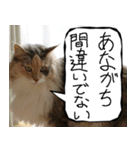 猫が代わりにお伝え その11（個別スタンプ：18）