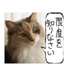 猫が代わりにお伝え その11（個別スタンプ：19）