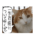 猫が代わりにお伝え その11（個別スタンプ：20）