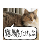 猫が代わりにお伝え その11（個別スタンプ：21）