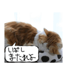 猫が代わりにお伝え その11（個別スタンプ：24）