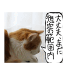 猫が代わりにお伝え その11（個別スタンプ：25）