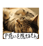 猫が代わりにお伝え その11（個別スタンプ：27）