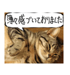 猫が代わりにお伝え その11（個別スタンプ：28）