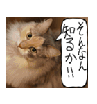 猫が代わりにお伝え その11（個別スタンプ：31）