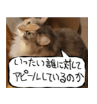 猫が代わりにお伝え その11（個別スタンプ：32）