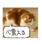 猫が代わりにお伝え その11（個別スタンプ：33）