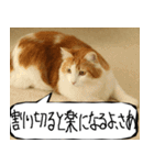 猫が代わりにお伝え その11（個別スタンプ：34）