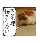 猫が代わりにお伝え その11（個別スタンプ：36）