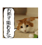 猫が代わりにお伝え その11（個別スタンプ：37）