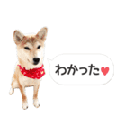 柴犬とお友達のふきだしスタンプ（個別スタンプ：1）