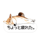 柴犬とお友達のふきだしスタンプ（個別スタンプ：4）