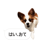 柴犬とお友達のふきだしスタンプ（個別スタンプ：6）