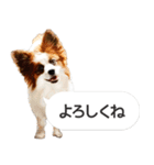 柴犬とお友達のふきだしスタンプ（個別スタンプ：7）