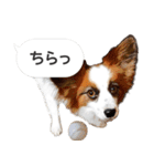 柴犬とお友達のふきだしスタンプ（個別スタンプ：8）