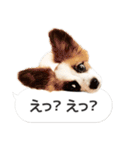 柴犬とお友達のふきだしスタンプ（個別スタンプ：9）