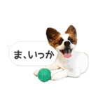 柴犬とお友達のふきだしスタンプ（個別スタンプ：10）