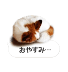 柴犬とお友達のふきだしスタンプ（個別スタンプ：15）