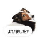 柴犬とお友達のふきだしスタンプ（個別スタンプ：17）