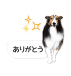 柴犬とお友達のふきだしスタンプ（個別スタンプ：19）